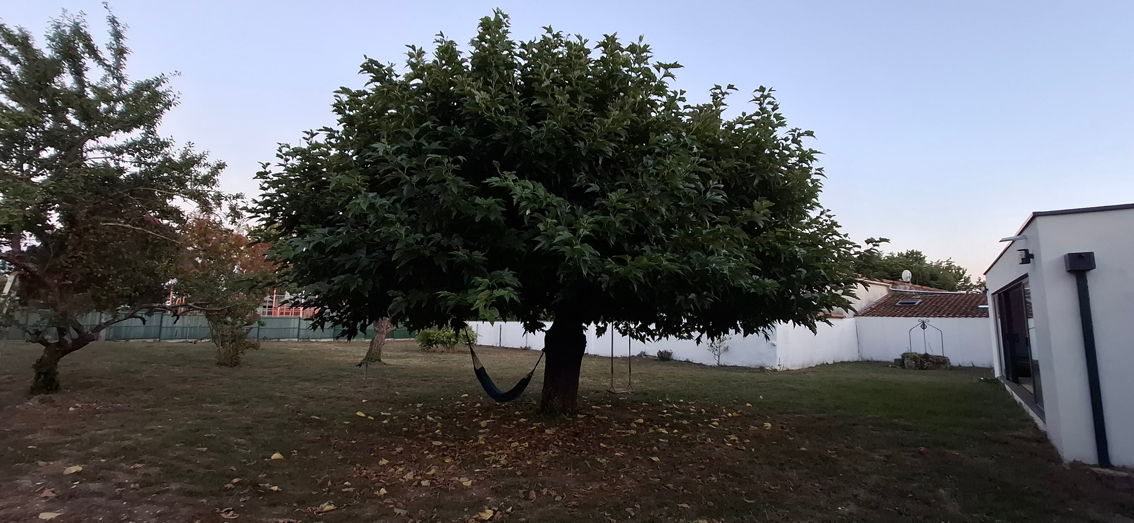 Le grand arbre du jardin, hamac et balançoire, à la tombée du jour