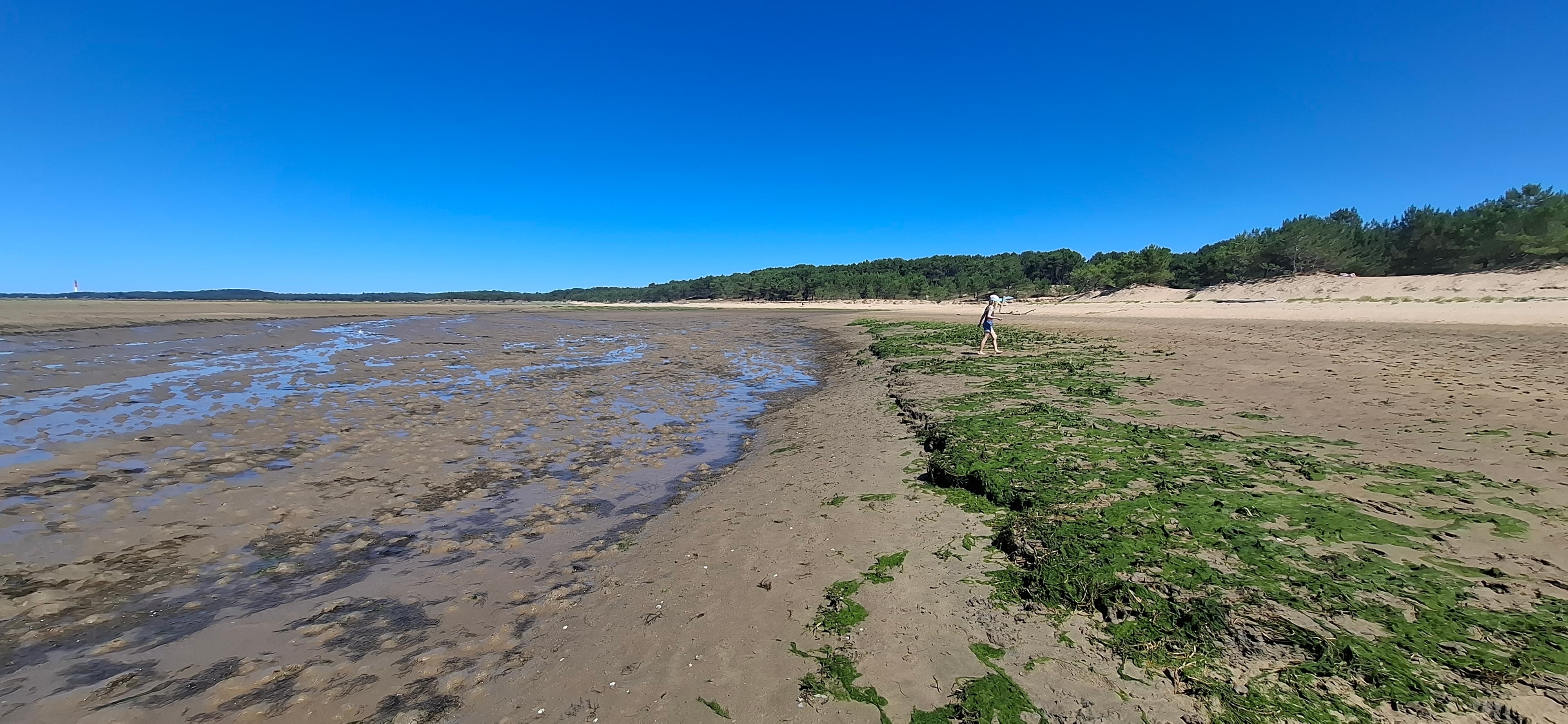 La plage à marée basse, en lisière de la forêt de la Coubre